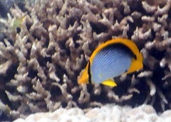 Chaetodon melannotus