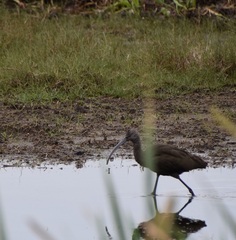 Plegadis falcinellus