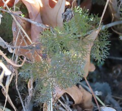 Eupatorium capillifolium