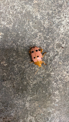 Podontia