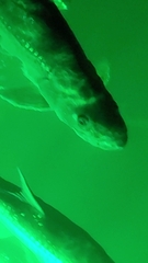 Megalops atlanticus