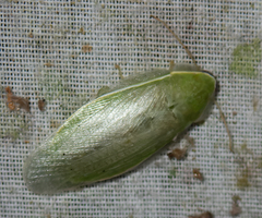 Panchlora nivea