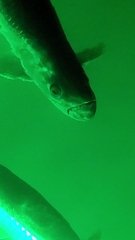 Megalops atlanticus