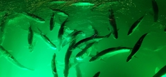 Megalops atlanticus