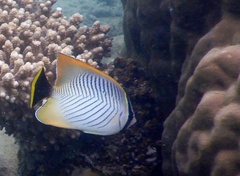 Chaetodon trifascialis