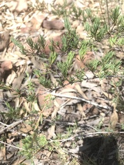 Enchylaena tomentosa