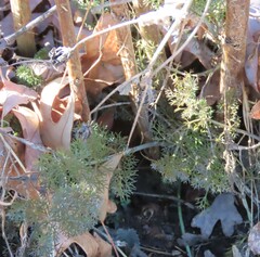 Eupatorium capillifolium