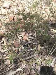 Enchylaena tomentosa