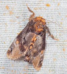 Venadicodia denderia