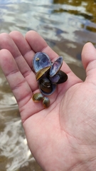 Corbicula largillierti