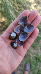 Corbicula largillierti