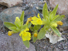 Mohavea breviflora