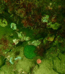 Plesiastrea versipora