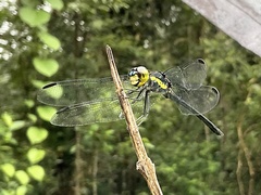 Agrionoptera longitudinalis