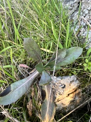 Grindelia integrifolia