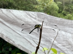 Agrionoptera longitudinalis