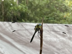 Agrionoptera longitudinalis