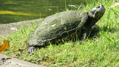 Trachemys scripta elegans