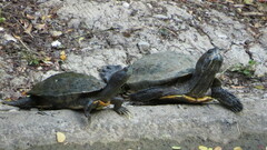 Trachemys scripta elegans