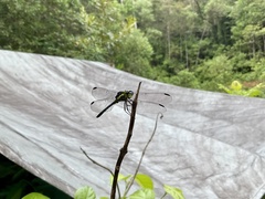 Agrionoptera longitudinalis