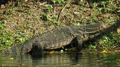 Varanus salvator macromaculatus