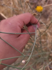 Bebbia juncea