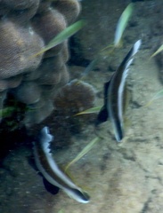 Heniochus chrysostomus