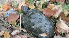Trachemys scripta elegans