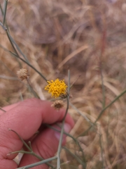 Bebbia juncea