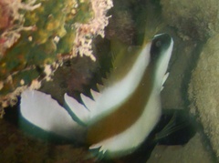 Heniochus chrysostomus