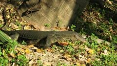 Varanus salvator macromaculatus