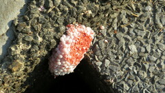 Pomacea canaliculata