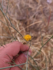 Bebbia juncea