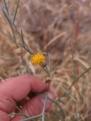 Bebbia juncea