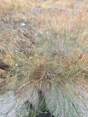 Bebbia juncea