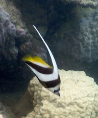 Heniochus acuminatus
