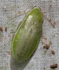 Panchlora nivea