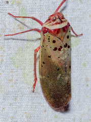Copidocephala guttata