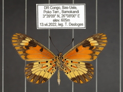 Acraea acerata