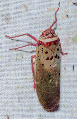 Copidocephala guttata