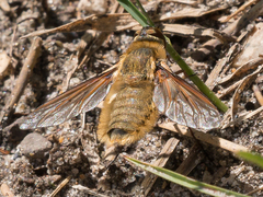 Poecilanthrax sackenii