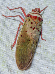Copidocephala guttata