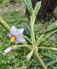 Solanum stelligerum