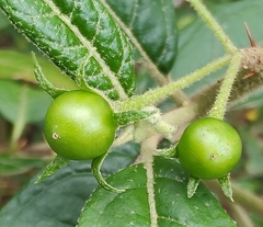 Solanum stelligerum