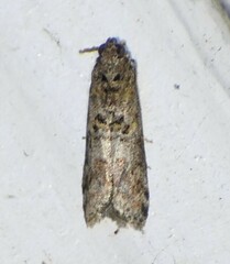 Zamagiria australella
