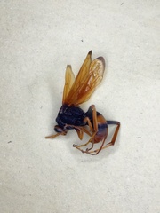 Cryptocheilus australis