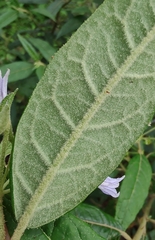 Solanum stelligerum