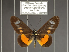 Acraea penelope