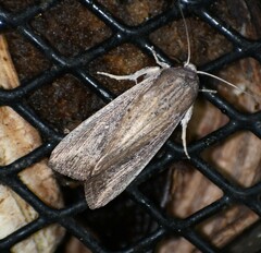 Leucania subpunctata