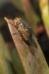 Calliphora dubia